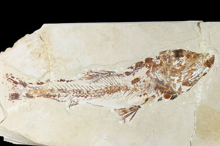 Rare Cretaceous Fossil Fish (Enchodus) - Hakel, Lebanon #162779